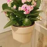 Saint Nicholas Plaza Konukevi 3*