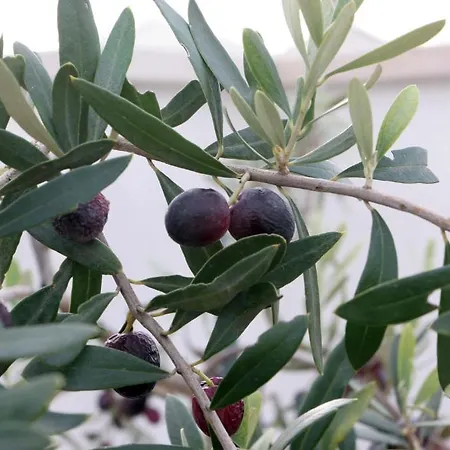 Saint Nicholas Plaza בית הארחה