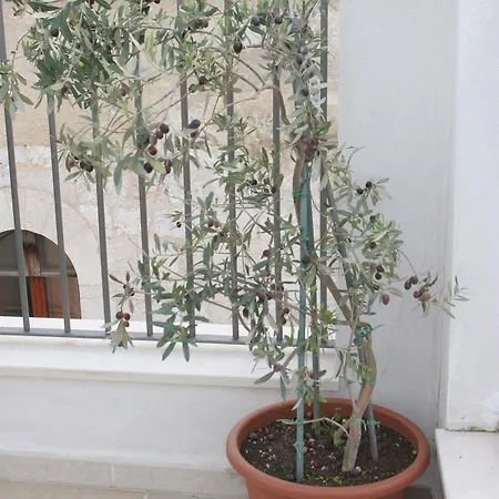 Saint Nicholas Plaza בית הארחה 3*