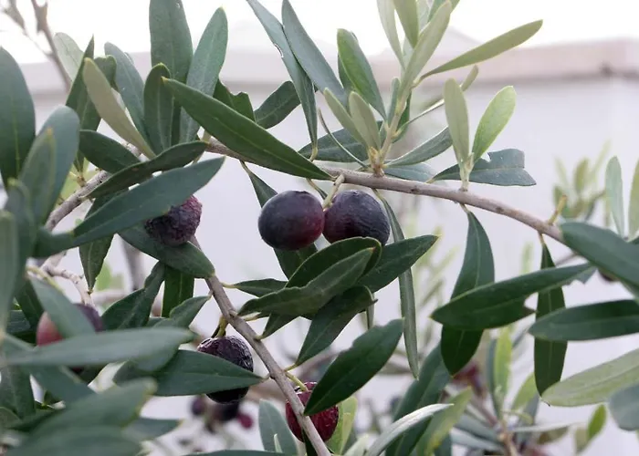 Saint Nicholas Plaza Vendégház