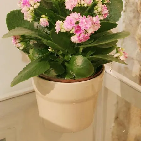 Saint Nicholas Plaza Pensionat 3*